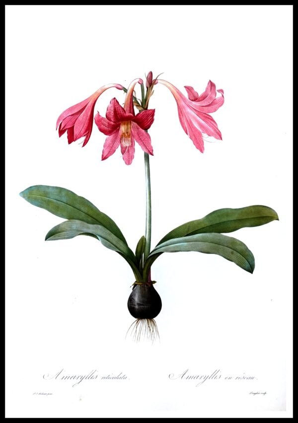 ALP F13014 Amaryllis Reticulata Pink (Antique Prints)